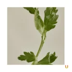 Matte Sun Stick : Mugwort+Camelia (SPF 50+ PA++++) - Image 5